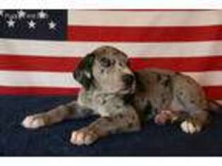 Great Dane Puppy for sale in Palm City, FL, USA