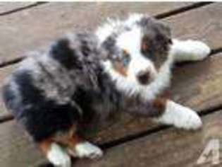 Australian Shepherd Puppy for sale in COFFEYVILLE, KS, USA