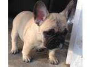 French Bulldog Puppy for sale in LAKE JACKSON, TX, USA