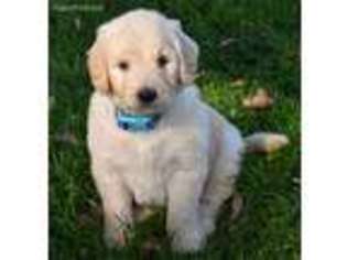 Goldendoodle Puppy for sale in Unknown, , USA