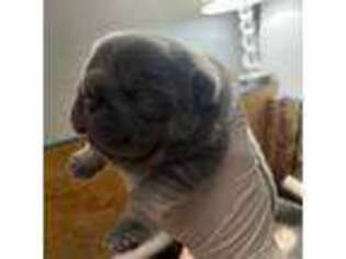 French Bulldog Puppy for sale in New Middletown, OH, USA