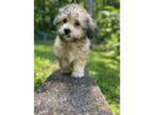 Mutt Puppy for sale in Edgewater, MD, USA