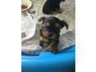 Yorkshire Terrier Puppy for sale in Effingham, SC, USA