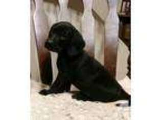 Labrador Retriever Puppy for sale in FLUSHING, NY, USA