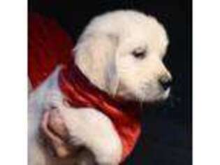 Golden Retriever Puppy for sale in Newland, NC, USA