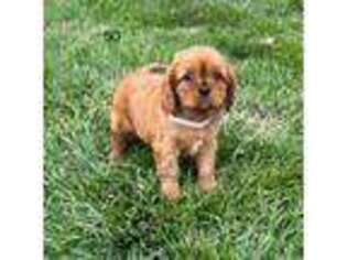 Cavalier King Charles Spaniel Puppy for sale in West Point, IA, USA