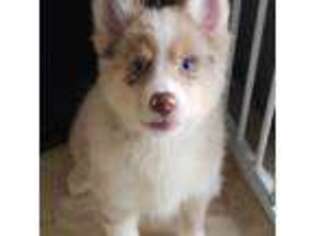 Siberian Husky Puppy for sale in Lindenhurst, NY, USA