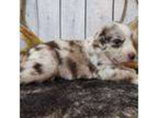 Australian Shepherd Puppy for sale in Owego, NY, USA