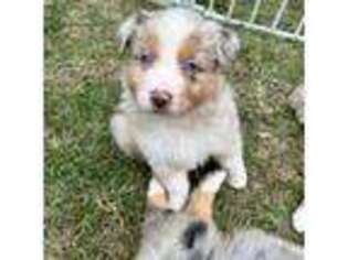 Australian Shepherd Puppy for sale in Lyons, GA, USA