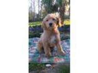 Goldendoodle Puppy for sale in Altha, FL, USA