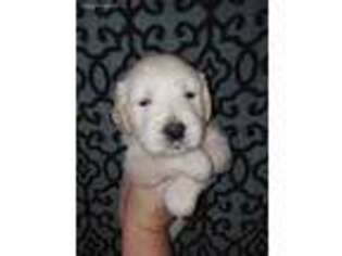 Mutt Puppy for sale in Lugoff, SC, USA