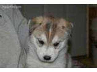 Siberian Husky Puppy for sale in Molalla, OR, USA