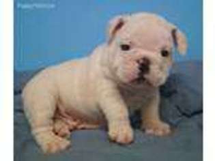 Bulldog Puppy for sale in Roland, OK, USA