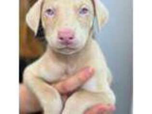 Doberman Pinscher Puppy for sale in Orlando, FL, USA
