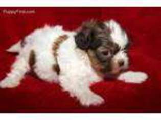 Mutt Puppy for sale in Coeburn, VA, USA