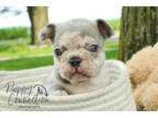 French Bulldog Puppy for sale in Etna Green, IN, USA