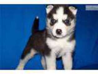 Siberian Husky Puppy for sale in Ocala, FL, USA