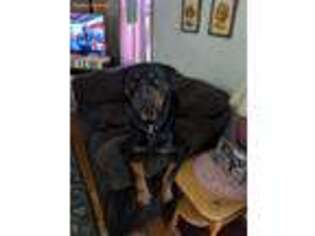 Rottweiler Puppy for sale in Staplehurst, NE, USA