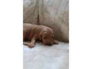 Goldendoodle Puppy for sale in Watsontown, PA, USA
