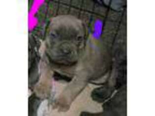 Cane Corso Puppy for sale in Kingwood, TX, USA