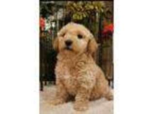 Goldendoodle Puppy for sale in Oxford, MI, USA