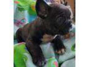 French Bulldog Puppy for sale in Lincoln, NE, USA