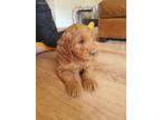 Goldendoodle Puppy for sale in Manti, UT, USA