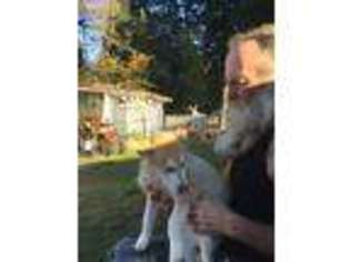 Alaskan Malamute Puppy for sale in Montesano, WA, USA