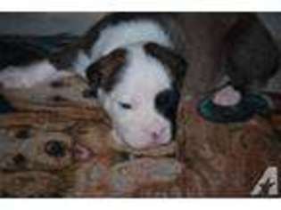 Mutt Puppy for sale in CHATTAHOOCHEE, FL, USA