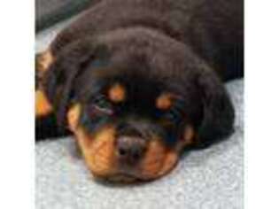 Rottweiler Puppy for sale in Shartlesville, PA, USA