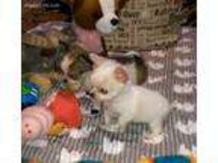 Chihuahua Puppy for sale in Plymouth, NC, USA