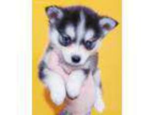 Alaskan Klee Kai Puppy for sale in Port Charlotte, FL, USA