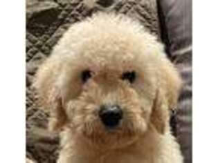 Labradoodle Puppy for sale in Pittsburgh, PA, USA