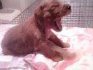 Goldendoodle Puppy for sale in Millsap, TX, USA