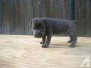 Cane Corso Puppy for sale in MAGNOLIA, TX, USA