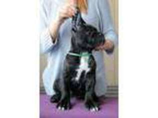 Cane Corso Puppy for sale in Chantilly, VA, USA