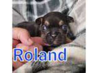 French Bulldog Puppy for sale in Elma, WA, USA