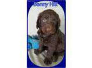 Labradoodle Puppy for sale in Bowman, GA, USA