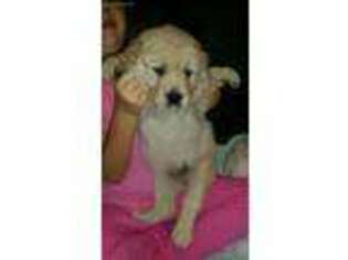 Golden Retriever Puppy for sale in Linden, NC, USA