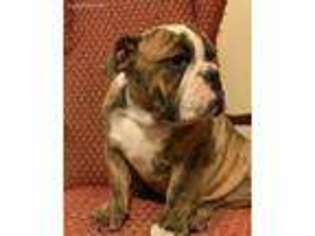 Bulldog Puppy for sale in Pittsburg, TX, USA