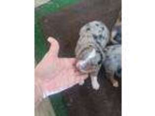 Australian Shepherd Puppy for sale in Lampasas, TX, USA