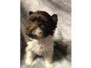 Medium Photo #1 Biewer Terrier Puppy For Sale in Gaffney, SC, USA