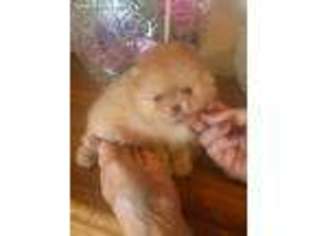 Pomeranian Puppy for sale in Palm Springs, CA, USA