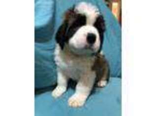 Saint Bernard Puppy for sale in Radcliff, KY, USA