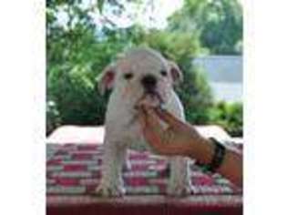 Bulldog Puppy for sale in Stamford, CT, USA