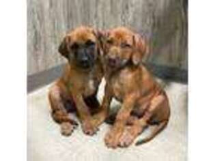 Rhodesian Ridgeback Puppy for sale in Athol, ID, USA