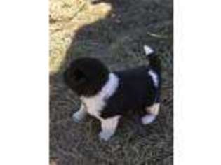 Akita Puppy for sale in Alton, IA, USA