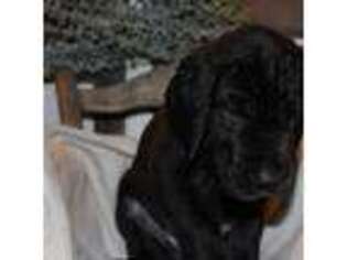 Great Dane Puppy for sale in Whittier, CA, USA