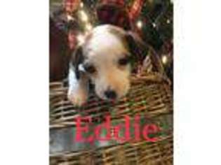 Jack Russell Terrier Puppy for sale in Stillwater, OK, USA
