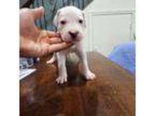 Dogo Argentino Puppy for sale in Washington, DC, USA